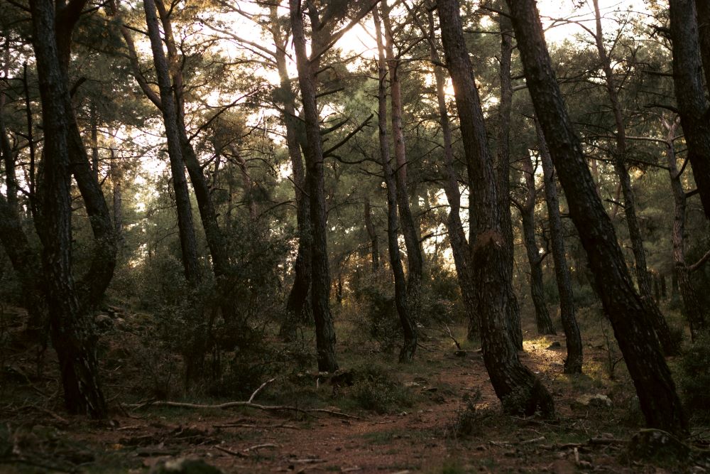pine forest pine forest